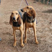 Segugi Italiani - Cani - Caccia - Venatoria